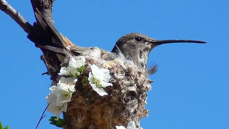 File:Hummingbird Incubating3.jpg