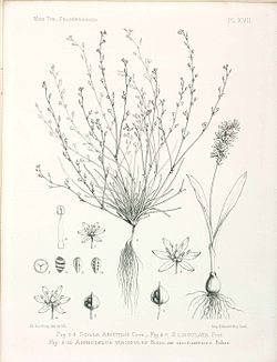 Hyacinthoides aristidis (Coss.) 
 Rothm. 
 jpg