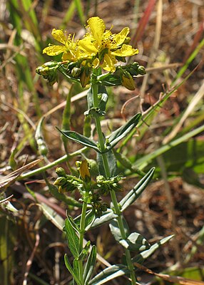 Hypericum perfoliatum RF.jpg