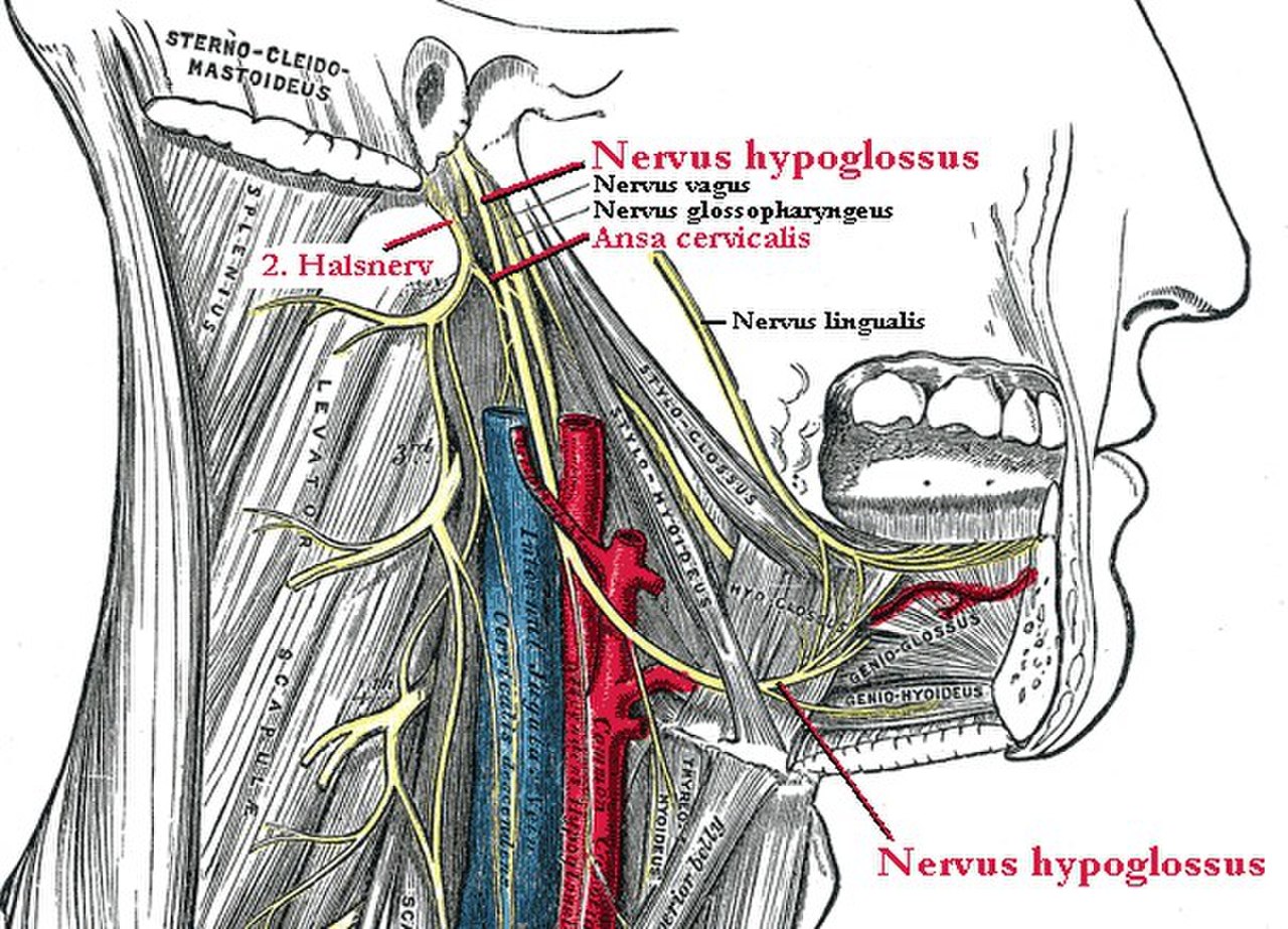 Лицевой языкоглоточный нерв. Нерв hypoglossus. Nervus glossopharyngeus схема. Canalis nervus hypoglossus. Подъязычный нерв первый Нейрон.