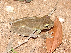 Description de l'image Hypsiboas pardalis.jpg.