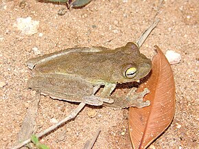 Hypsiboas pardalis.jpg resminin açıklaması.