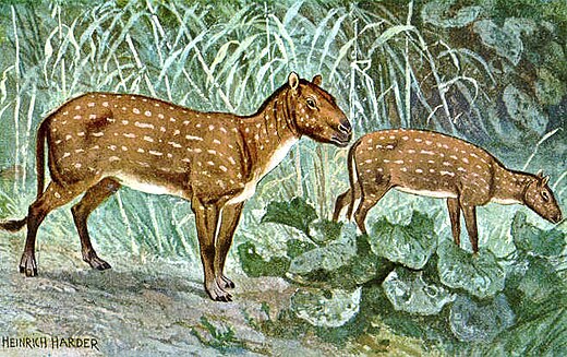 Tekening van Hyracotherium, een voorouder van het paard. Onder de paardachtigen ontwikkelden zich, net als bij veel andere groepen zoogdieren, in de loop van het Tertiair grotere soorten.
