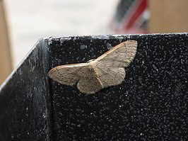 Idaea eugeniata