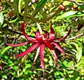 Illicium floridanum