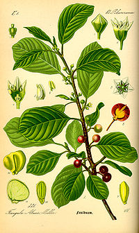 Illustration_Rhamnus_frangula0.jpg