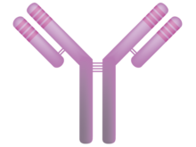 Immunoglobulin Immunoglobulin.png