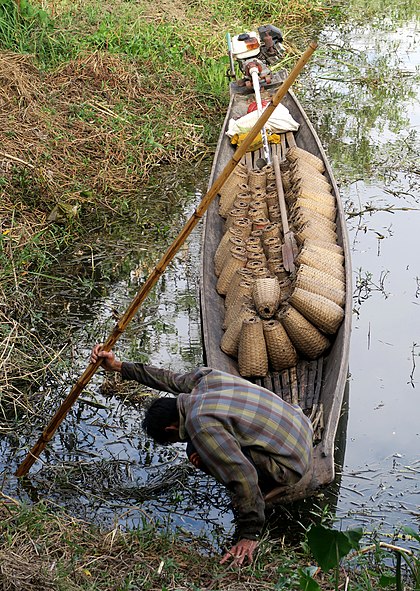 Positioning eel traps in Inle Lake (Myanmar).