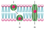 Thumbnail for Ionophore