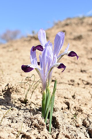 <i>Iris kolpakowskiana</i> Species of flowering plant