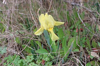 Iris lutescens (Iris des garrigues)