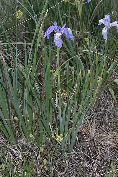 File:Iris missouriensis 9423.JPG