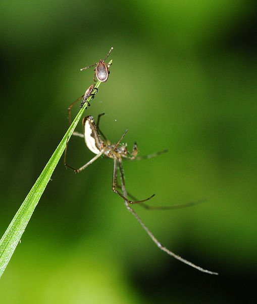 File:Ixodida sp.jpg