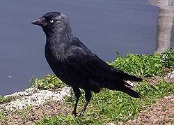 Jackdaw arp 750pix.jpg