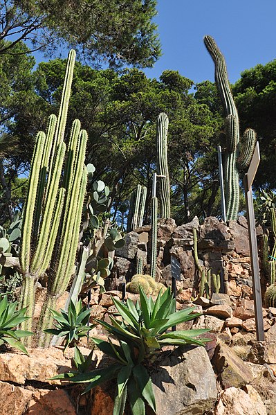 File:Jardines de cap roig-calella de palafurgell-8-2013 (12).JPG