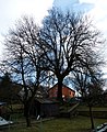 Čeština: Jasan v Přídolí, jasan ztepilý (Fraxinus excelsior), památný strom č. 103024 dle AOPK, roste v obci Přídolí jihovýchodně od Českého Krumlova. English: Jasan v Přídolí is a memorable fraxinus excelsior in the village of Přídolí, South Bohemian Region, Czech Republic. Object location 48° 47′ 02.55″ N, 14° 21′ 05.97″ E  View all coordinates using: OpenStreetMap