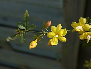 Jasminum Mesnyi