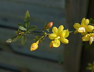 <i>Jasminum mesnyi</i> Species of jasmine