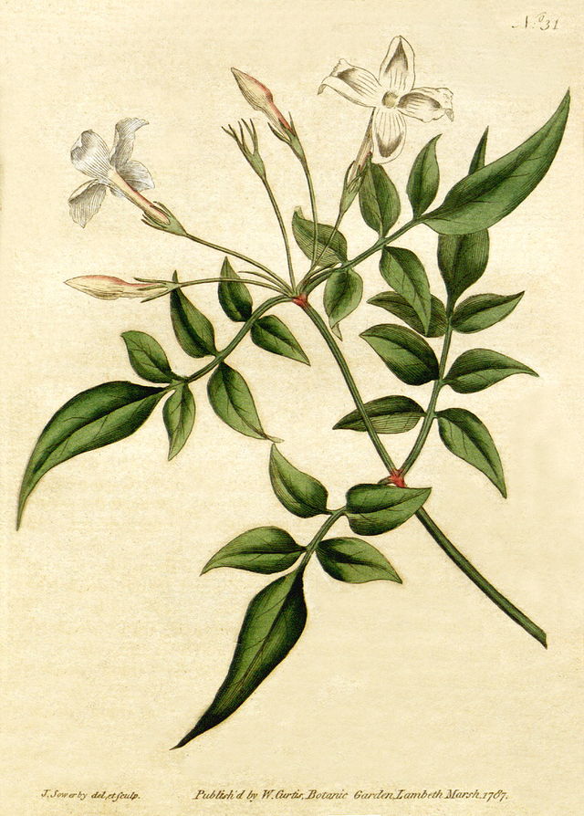 Jasminum officinale - Wikipedia, la enciclopedia libre