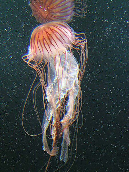 File:Jellyfish -- by Ulybug.jpg