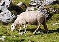 * Nomination The Jezersko-Solčava sheep breed. --Eleassar 20:12, 25 August 2012 (UTC) * Promotion Good quality and illustrative. --Vassil 09:32, 31 August 2012 (UTC)