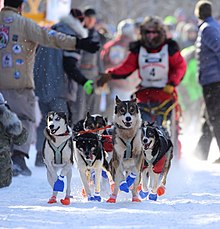 John Beargrease Dogsled Marathon, Two Harbors Minnesota John Beargrease Dogsled Marathon - Two Harbors Minnesota (32555593672).jpg