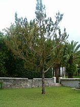 A juvenile in the graveyard of St. Mark's Church, Bermuda.