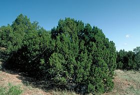 Juniperus monosperma UGA.jpg