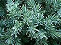 Juniperus squamata 'Blue Star'