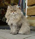 Thumbnail for File:Just try and get past this fierce guard cat P2070649 (15680935931) (2014 photo; cropped 2022).jpg