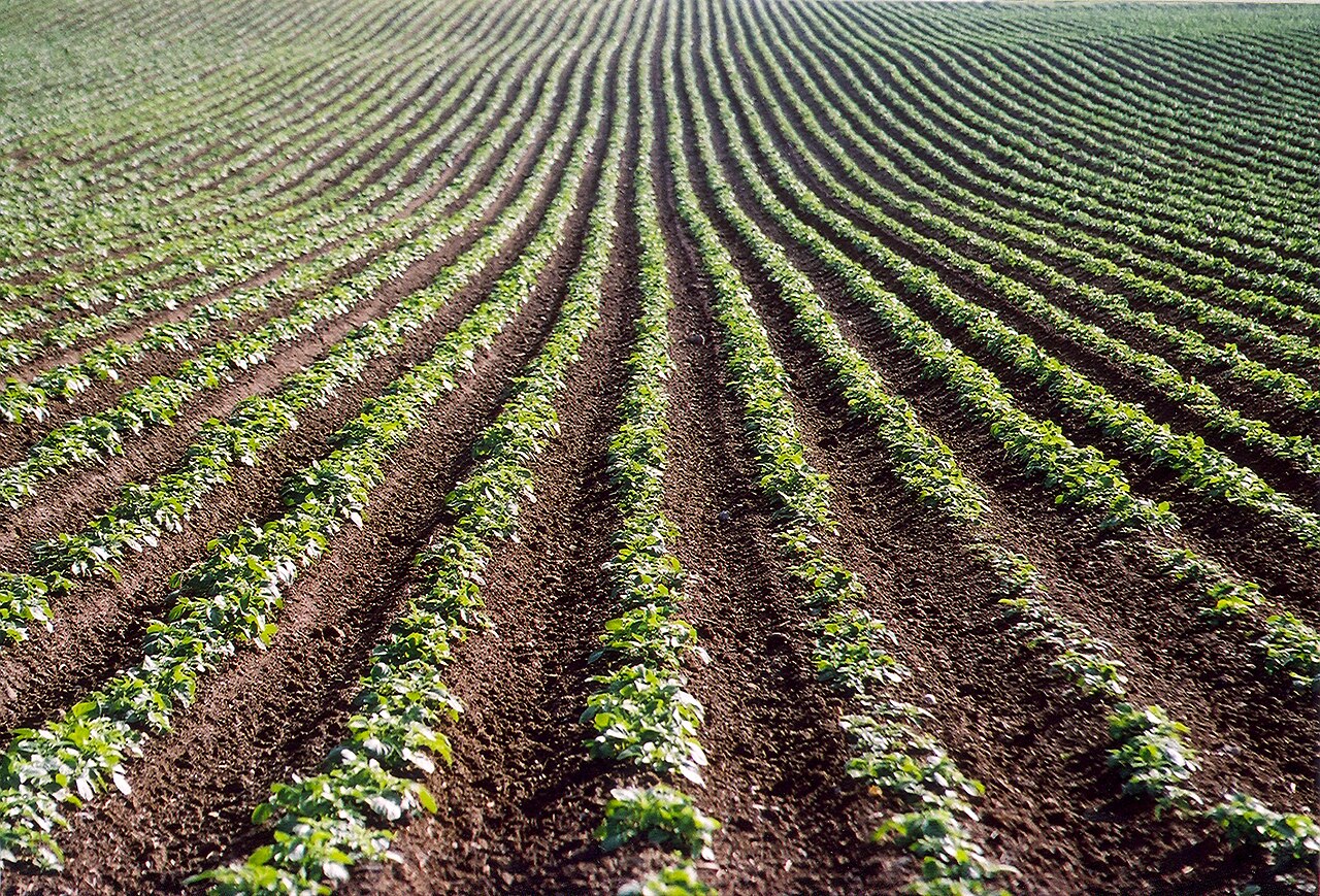 Potatoes in the field