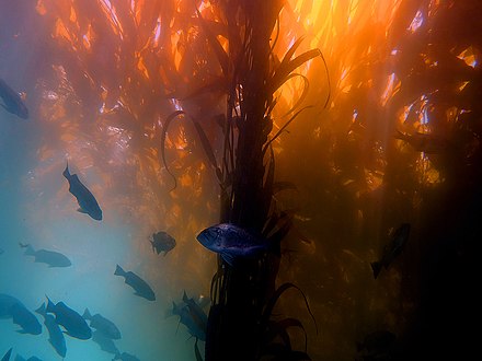 Scuba diving in a kelp forest in California.