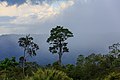 Keningau rainforest after rain.