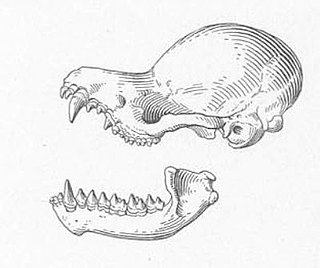 <span class="mw-page-title-main">Copper woolly bat</span> Species of bat