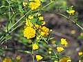 Kerria japonica 'Pleniflora', Złotlin japoński 'Pleniflora', 2017-04-09