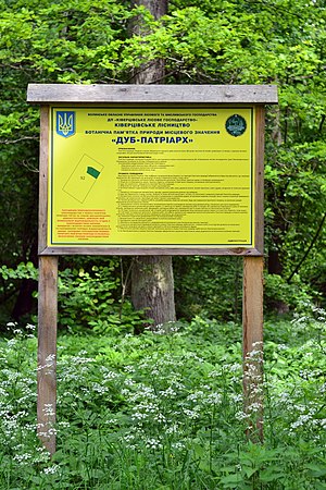 Kivertsi Volynska-Quercus-patriarch nature monument-information board.jpg