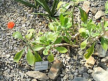 Kleinia abyssinica - Botanischer Garten München-Nymphenburg - DSC08151.JPG