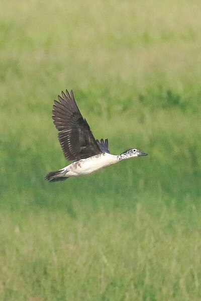 File:Knob-billed duck (Sarkidiornis melanotos).jpg