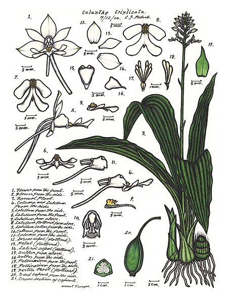 File:LR013 72dpi Calanthe triplicata.jpg