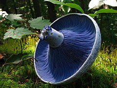 Image 36The blue gills of Lactarius indigo, a milk-cap mushroom (from Mushroom)