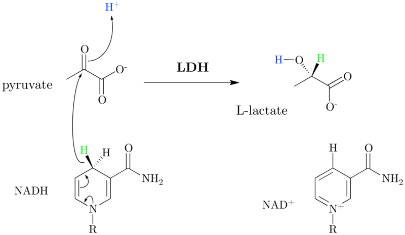 File:Lactate dehydrogenase mechanism.png