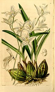 Laelia albida - Curtis' 68 (N.S. 15) pl. 3957 (1842) .jpg