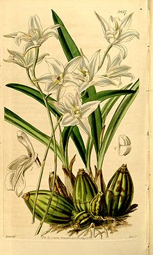 Laelia albida - Curtis '68 (N.S. 15) pl. 3957 (1842) .jpg