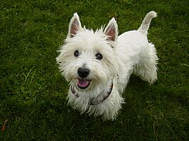 West Highland white terrier