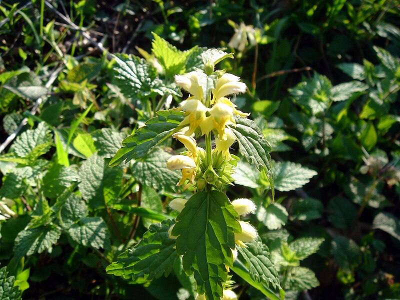 File:Lamium galeobdolon-3.JPG