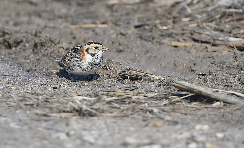 File:Lapland Longspur - 50973250151.jpg