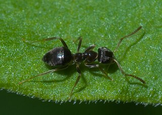 Lasiini Tribe of ants