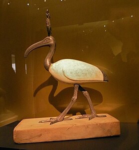 Thot ibis.