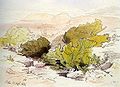 Petra wadi bushes, sketch, 1858