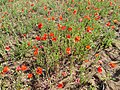 File:Legendary poppy field in Pavy 09.jpg